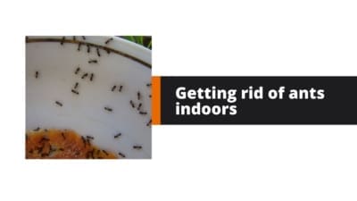 Getting rid of ants indoors