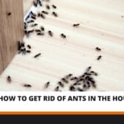 How to Get Rid of Ants in the House