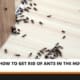 How to Get Rid of Ants in the House