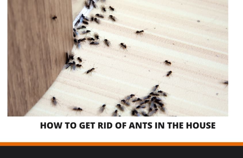 How to Get Rid of Ants in the House