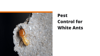 White Ant Pest Control