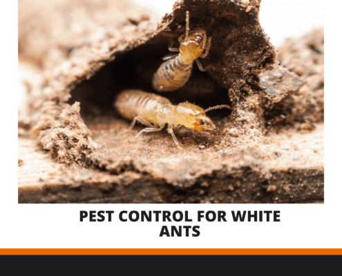 pest control for white ants