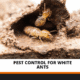 pest control for white ants