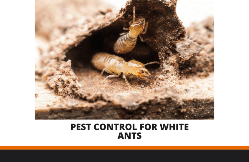 pest control for white ants