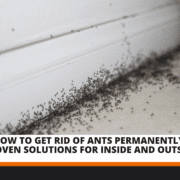 How to Get Rid of Ants Permanently