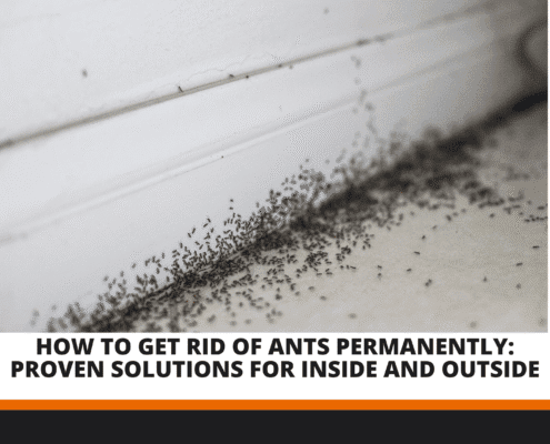 How to Get Rid of Ants Permanently
