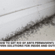 How to Get Rid of Ants Permanently