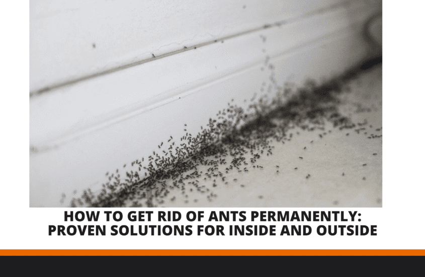 How to Get Rid of Ants Permanently