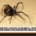 Spider Pest Control in Brisbane