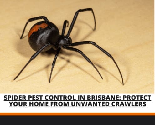 Spider Pest Control in Brisbane