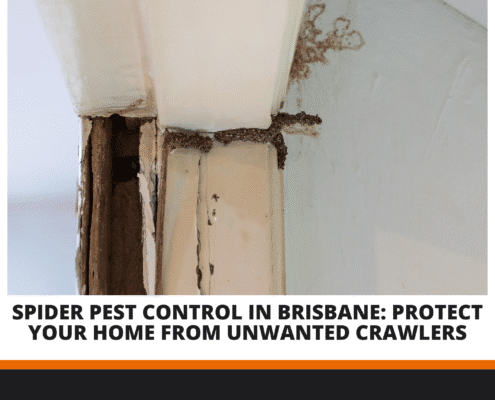 Spider Pest Control Brisbane