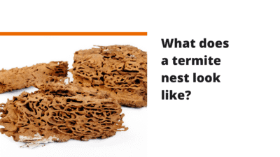 What does a termite nest look like