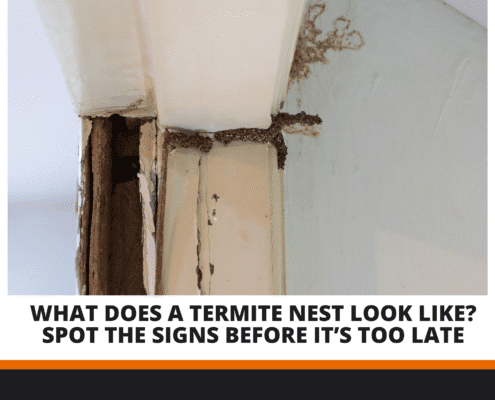 Termite nest
