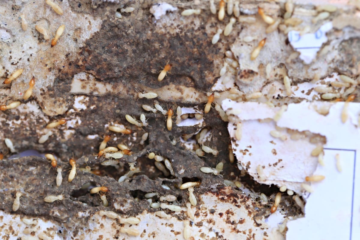 termite control specialists d-tec pests solutions