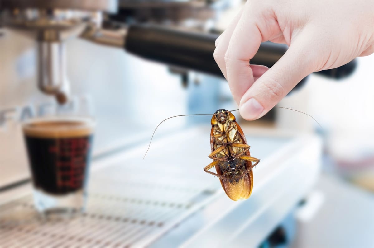 commercial pest control d-tec pest solutions